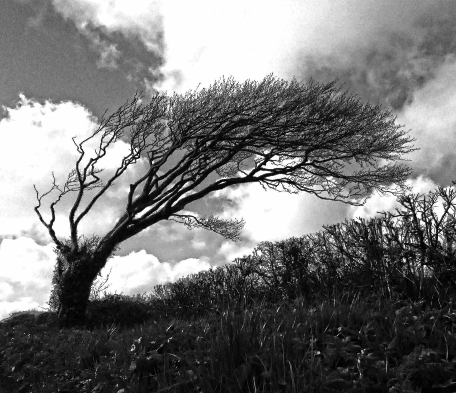Cornish Trees YEO Design Our Stories Get To Know Us